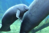 Are there really freshwater manatees thriving deep within West Africa?