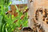 How clues in honey can help fight our biggest biodiversity challenges