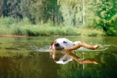 Dogs pollute water with pesticides even weeks after flea treatment