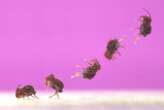 Backflipping springtails are the fastest spinners known in nature