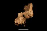 Ancient face bones offer clues to identity of early humans in Europe