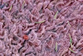 Brain signals can change the gut microbiome in as little as 2 hours