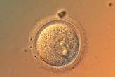 Are we getting to the point where it's safe to gene-edit babies?