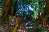 Stunning photo of rare Malayan tiger snapped by camera trap