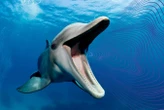 We will soon be able to talk with other species. Which will be first?