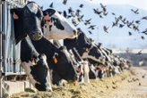 How a US agriculture agency became key in the fight against bird flu