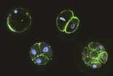 Colonies of single-celled creatures could explain how embryos evolved