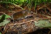 ‘Vampire’ hedgehog among 234 new species identified in Asia