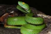 Vivid snake species with blue lips and yellow eyes is new to science