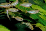 Swimming together lets fish move faster while expending less energy