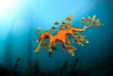Thousands of seadragons are dying in Australia's toxic algal bloom