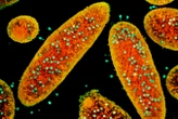Bacteria-killing viruses redirect vaccine immunity to destroy cancer
