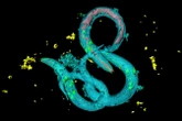 Exposure to microplastic makes animals want to eat it more