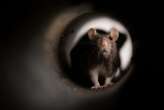 Rats can use imagination to mentally recreate places they've visited