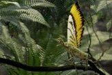 Spectacular Triassic reptile had an early kind of feathers