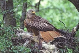 Why birds decorate their nests with weird and unnatural objects