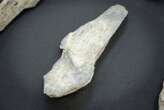 Ancient humans used bone tools a million years earlier than we thought