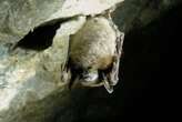 Bat die-off led to more insecticide use and more infant deaths in US