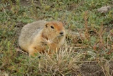 Frozen squirrel scat preserves ancient DNA from hundreds of species