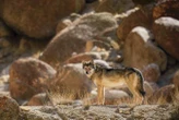 Himalayan wolf-dog hybrids emerge as a threat to wolves and people