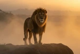 Would a ban on genetic engineering of wildlife hamper conservation?