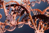How fast you age may be controlled by a DNA repair boss in your cells