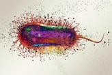 E. coli genome has been remade with 101,000 changes to its DNA
