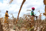 Global warming already causing crop losses of over $20 billion a year
