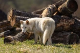 Colossal scientist now admits they haven’t really made dire wolves