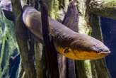 Electric eel zaps can genetically modify other nearby animals