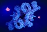 Rapamycin seems to boost longevity as effectively as eating less