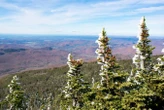 Forests' vanishing snow is also bad news for carbon storage