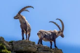 Early Neanderthals hunted ibex on steep mountain slopes