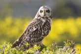 Owls may actually be able to turn their heads a full 360 degrees