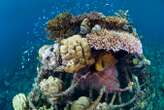 Solar-powered floating islands could help to regrow coral reefs