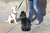 Puppies as young as 6 weeks old know to ask people for help