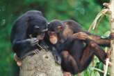 Chimpanzees seem to get more technologically advanced through culture