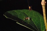 New-to-science spider builds trap that flings ants into the air
