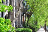 Trees on city streets cope with drought by drinking from leaky pipes