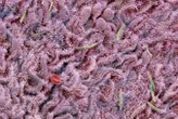 Faecal transplant makes the brains of old mice act young again