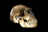 All known Homo naledi skeletons seem to be female