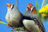 We may finally know why birds sing at dawn