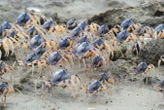 Marine animals may eat more plastic if it is biodegradable