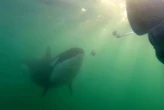 What does it mean when an orca wants to share its lunch with you?