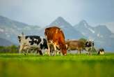 Fungus offers a new way to cut down on methane in cow burps