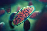 Children conceived using mitochondria from a donor are now doing well