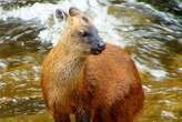 Tiny deer from the dry valleys of Peru recognised as new species