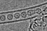 Strange 'one-dimensional gas' created by trapping atoms in a tiny tube