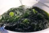 Algae transformed into a 'biofactory' for green fuel and plastics