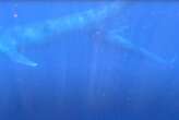 Blue whale mother caught feeding her calf on video for first time ever